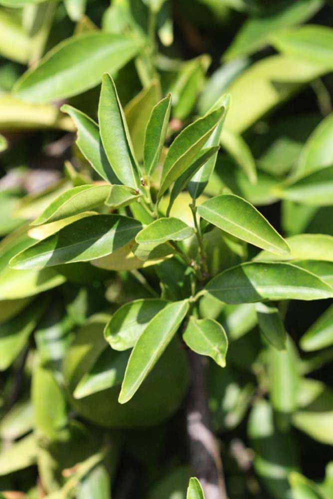              Sun leaves (Riverside, CA)       